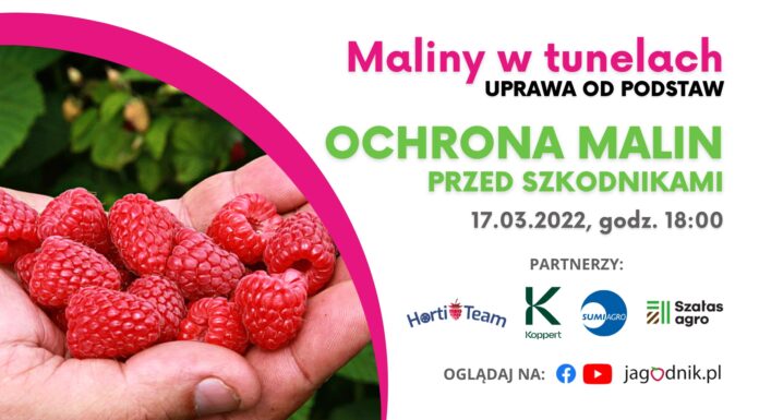 Ochrona malin przed szkodnikami maliny w tunelach