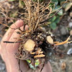 Nie na wszystkich plantacjach rośliny ucierpiały od mrozumonitoring_plantacji_1_truskawk