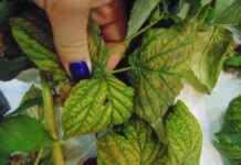 Patogeny atakujące plantacje malin