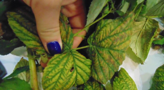 Patogeny atakujące plantacje malin