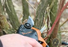 Efektywne cięcie borówki, cz. 2