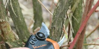 Efektywne cięcie borówki, cz. 2