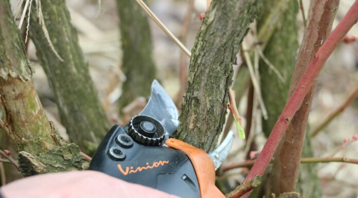 Efektywne cięcie borówki, cz. 2