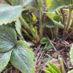 Pojawiają sie już pierwsze młode liściemonitoring_plantacji_1_truskawk