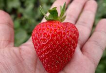 Nawozy dostosowane do potrzeb