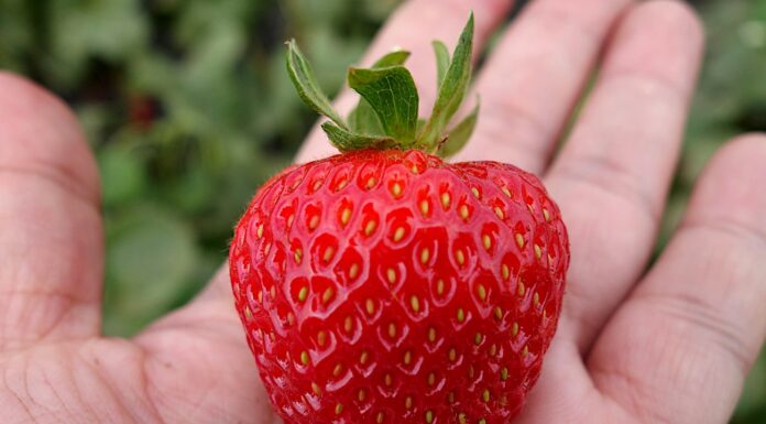 Nawozy dostosowane do potrzeb