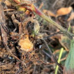 Uszkodzenia mrozowe ujawniają sie podczs ostatnich ciepłych dnimonitoring_plantacji_1_truskawk