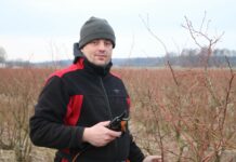 Efektywne cięcie borówki, cz. 1