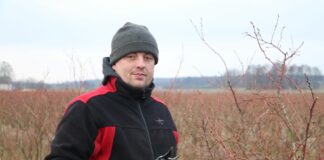 Efektywne cięcie borówki, cz. 1