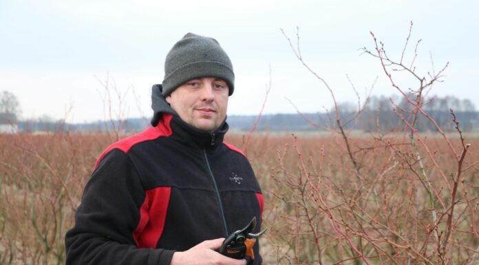 Efektywne cięcie borówki, cz. 1