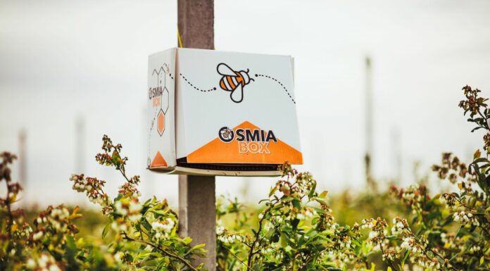 Kompleksowe rozwiązanie do zapylania jagodników