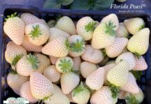 Nowa odmiana truskawek o białych owocach i jej rekordowe ceny w Hiszpanii – około 15 euro/kg