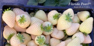 Nowa odmiana truskawek o białych owocach i jej rekordowe ceny w Hiszpanii – około 15 euro/kg