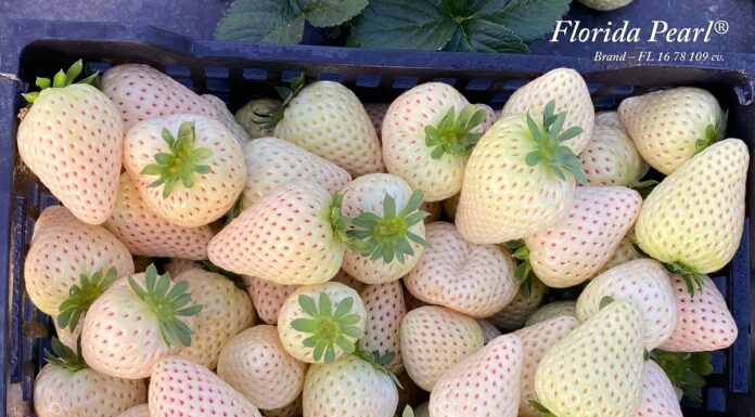 Nowa odmiana truskawek o białych owocach i jej rekordowe ceny w Hiszpanii – około 15 euro/kg