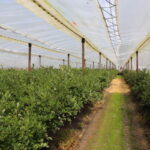 jagodnik_3_2022 (10)