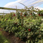 jagodnik_3_2022 (14)