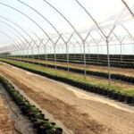 jagodnik_3_2022 (7)