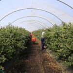 jagodnik_4_ (20)jagodnik_4_
