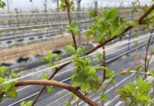 Malina – w końcu się zaczyna (monitoring plantacji, 22.04.2022)