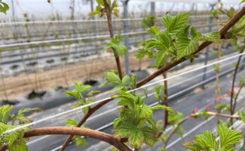 Malina – w końcu się zaczyna (monitoring plantacji, 22.04.2022)