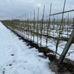 Agrest na mazowszu