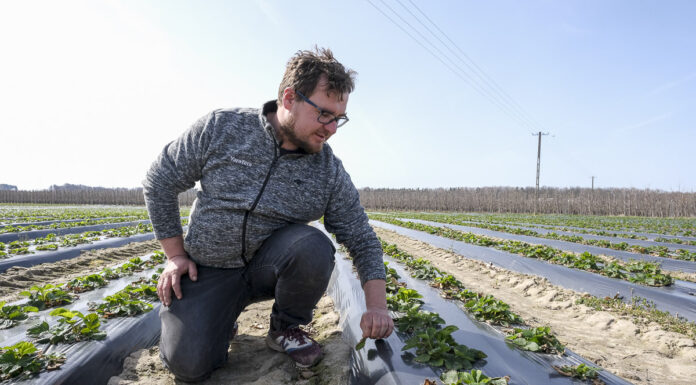 Truskawkowe Inspiracje – formowanie zagonów. FILM