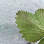 Fioletowe przebarwienia na spodzie blaszki liściowej, które mogą być pierwszym syndromem obecności mączniaka