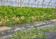 Ochrona malin- ważne kompleksowe podejście (Malinowe Factory 2022)