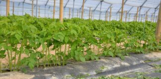 Ochrona malin- ważne kompleksowe podejście (Malinowe Factory 2022)