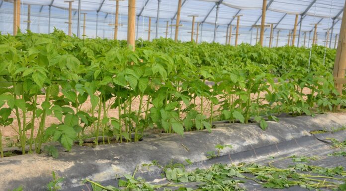 Ochrona malin- ważne kompleksowe podejście (Malinowe Factory 2022)