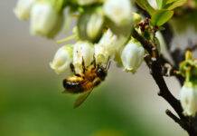 ZAPYLANIE i jego wpływ na plonowanie