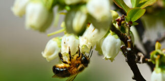 ZAPYLANIE i jego wpływ na plonowanie