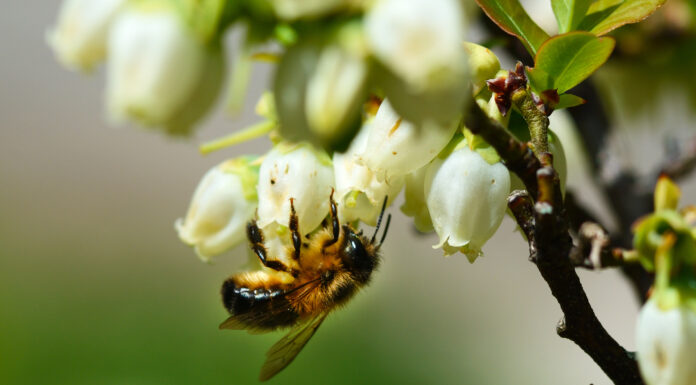 ZAPYLANIE i jego wpływ na plonowanie