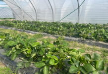 Truskawki i maliny – sprawdzone w praktyce – szkolenie 28 kwietnia