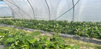 Truskawki i maliny – sprawdzone w praktyce – szkolenie 28 kwietnia