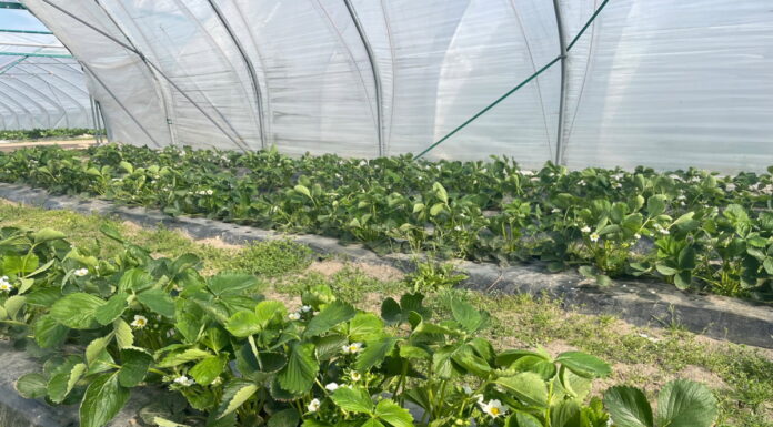 Truskawki i maliny – sprawdzone w praktyce – szkolenie 28 kwietnia