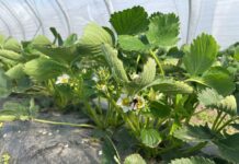 Zwalczanie szarej pleśni i roztoczy w uprawie truskawek