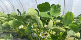 Zwalczanie szarej pleśni i roztoczy w uprawie truskawek