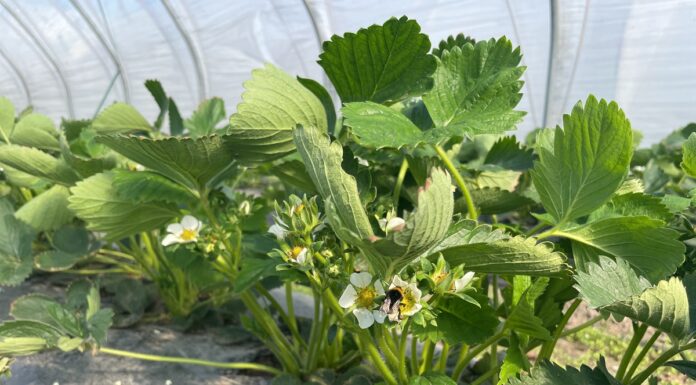 Zwalczanie szarej pleśni i roztoczy w uprawie truskawek