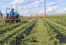 Jak to jest z mieszaninami zbiornikowymi? Tzw. TANK-MIXy
