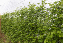 Kiedy będą pierwsze polskie maliny z tuneli?