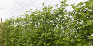 Kiedy będą pierwsze polskie maliny z tuneli?