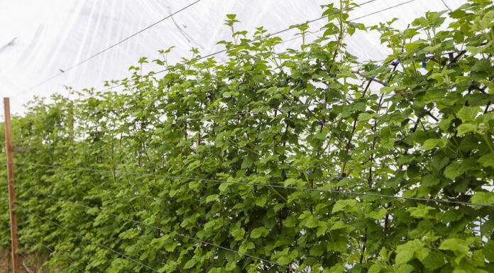 Kiedy będą pierwsze polskie maliny z tuneli?