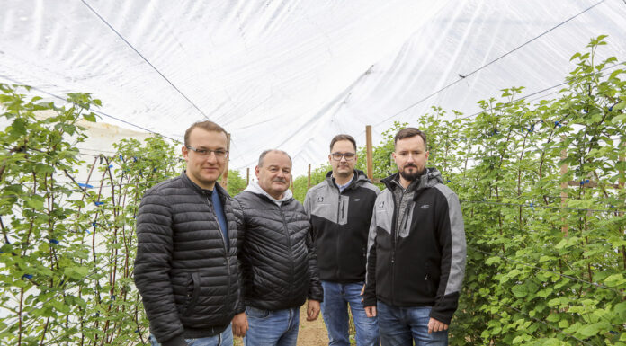 Nawożenie malin. Cz. I – odmiana, gleba, analizy