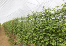 Nawożenie malin. Cz. II – analiza gleby i nawozy posypowe. FILM