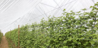 Nawożenie malin. Cz. II – analiza gleby i nawozy posypowe. FILM