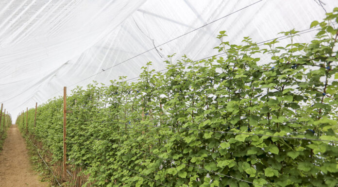 Nawożenie malin. Cz. II – analiza gleby i nawozy posypowe. FILM