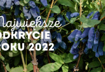 Jagoda kamczacka (haskap) najbardziej oczekiwanym gatunkiem 2022 roku