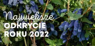 Jagoda kamczacka (haskap) najbardziej oczekiwanym gatunkiem 2022 roku