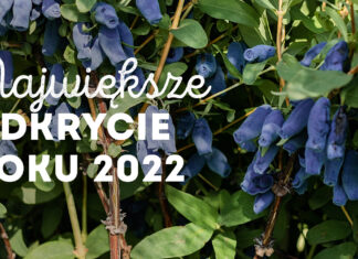 Jagoda kamczacka (haskap) najbardziej oczekiwanym gatunkiem 2022 roku